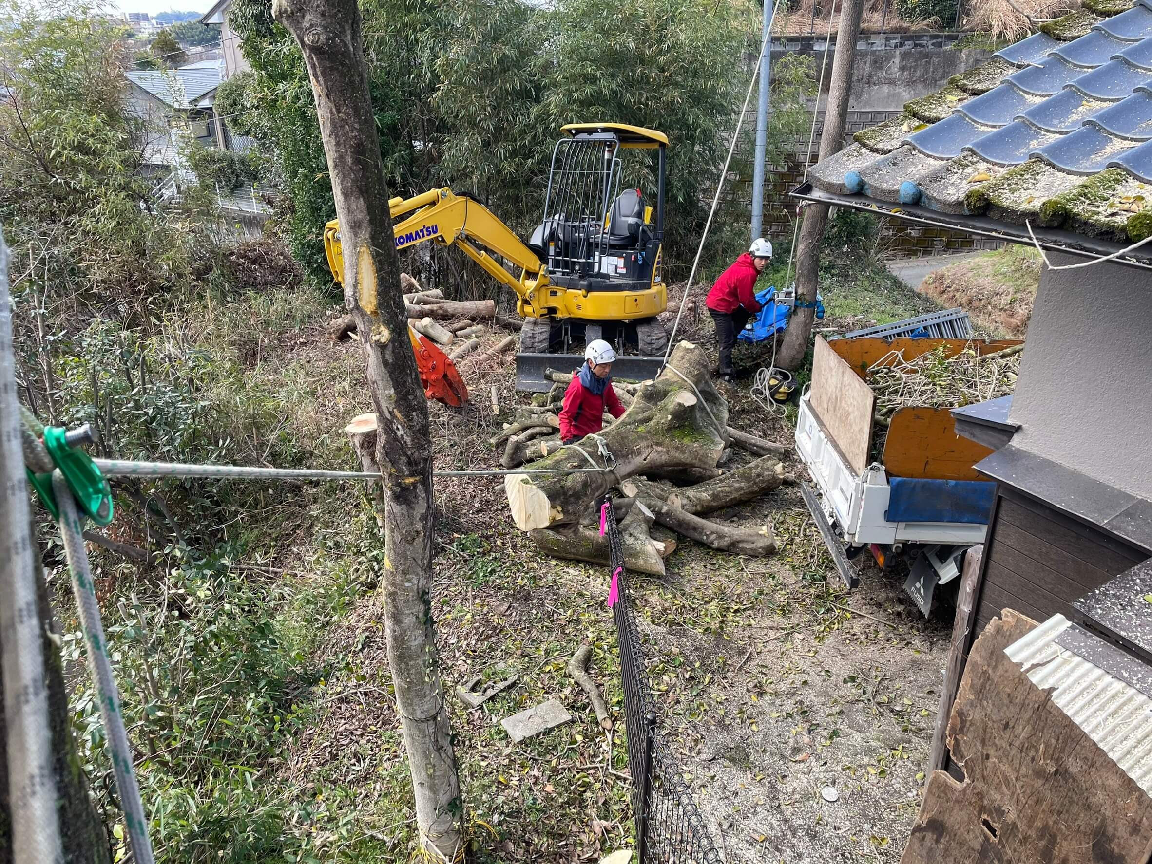 重い幹部分をロープを使って集材する杉山(左)田嶋(右)